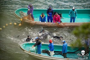 Release of baby dolphins?  Or abandonment?