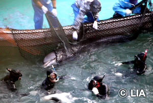 Are the Taiji Hunts Legal?