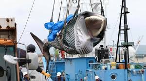 Japan Resumes Whaling