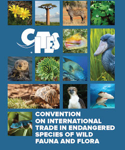 Using CITES to end drive hunts