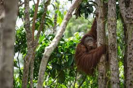 Palm Oil or Orang-utans – Pick One