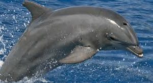 Personhood Rights for Dolphins