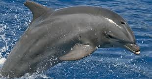 Personhood Rights for Dolphins