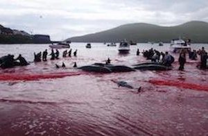 The Grind – the Absurdity of Evil in the Faroe Islands