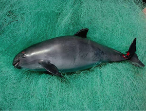 Lessons of the Vaquita