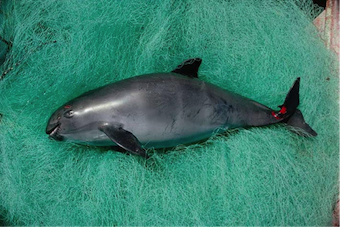 Lessons of the Vaquita