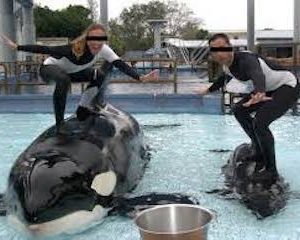 Is Dolphin Captivity Slavery?