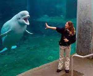 Exporting Marineland’s Belugas