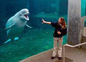 Exporting Marineland’s Belugas