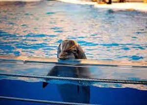 Waging War on Dolphin Captivity – Part 2