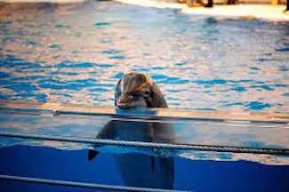 Waging War on Dolphin Captivity – Part 2