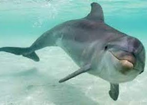 The Truth Behind the Dolphin’s Smile