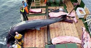 Norway’s Whale Meat Industry