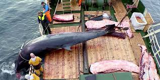 Norway’s Whale Meat Industry