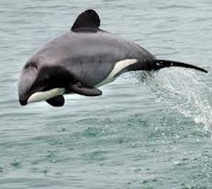 Saving Hector’s Dolphin in New Zealand ￼