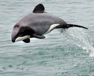 Saving Hector’s Dolphin in New Zealand ￼