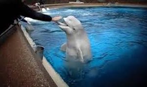 Marineland Canada Has Done Enough Harm… Time to Shut Down (Part 2)￼