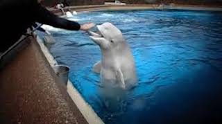 Marineland Canada Has Done Enough Harm… Time to Shut Down (Part 2)￼