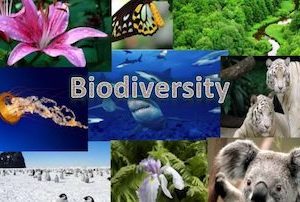 Protecting our Biodiversity