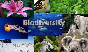 Protecting our Biodiversity