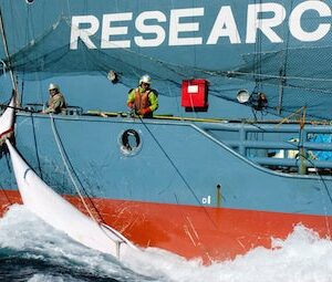 The Whaling Moratorium – 40 Years Later 