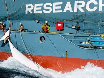 The Whaling Moratorium – 40 Years Later 