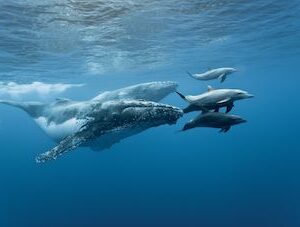 Who’s who in the world of whales and dolphins