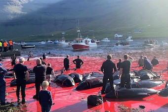 Whaling vs Farming – Not the Same Thing