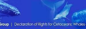 A Declaration of Cetacean Rights